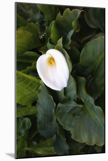 Single Cala Lilly, California Coast-Vincent James-Mounted Photographic Print