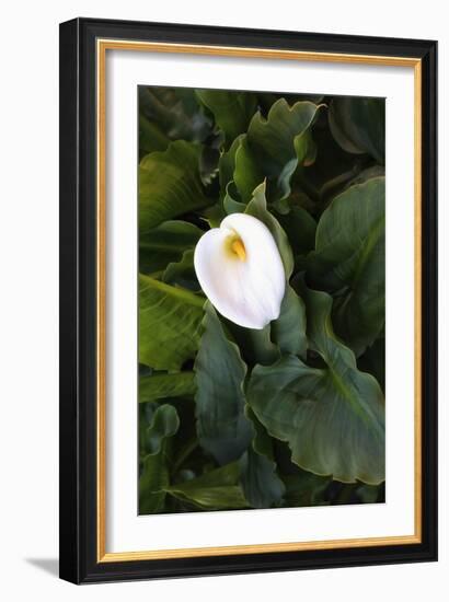 Single Cala Lilly, California Coast-Vincent James-Framed Photographic Print