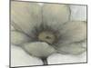 Single Cream Bloom II-Tim OToole-Mounted Art Print