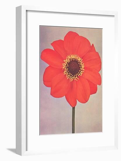 Single Dahlia Perplex-null-Framed Art Print