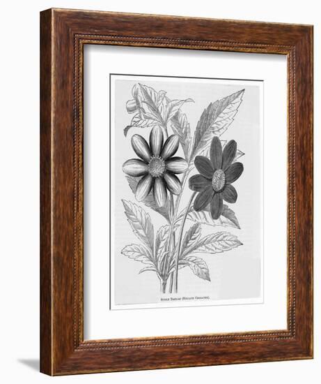 Single Dahlias with Stellate Character-null-Framed Art Print