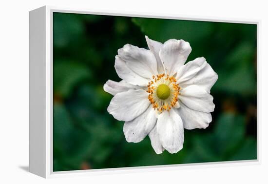 Single Daisy-null-Framed Stretched Canvas