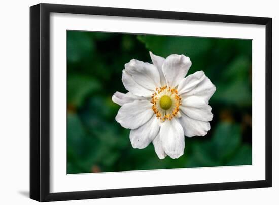 Single Daisy-null-Framed Photo