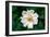 Single Daisy-null-Framed Photo