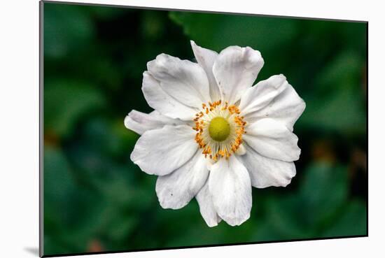 Single Daisy-null-Mounted Photo