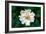 Single Daisy-null-Framed Photo