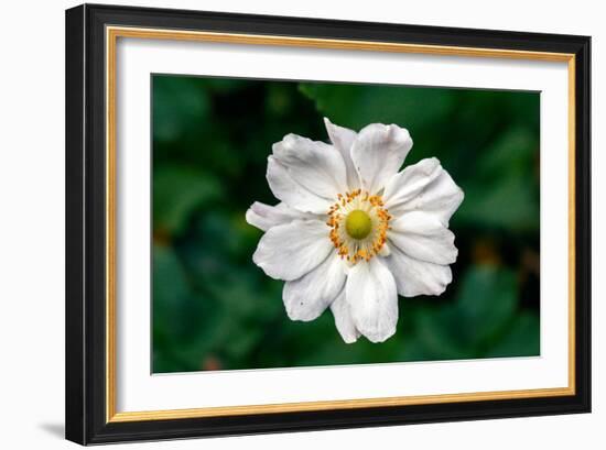 Single Daisy-null-Framed Photo