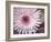 Single Daisy-Susan Bryant-Framed Art Print