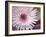 Single Daisy-Susan Bryant-Framed Art Print