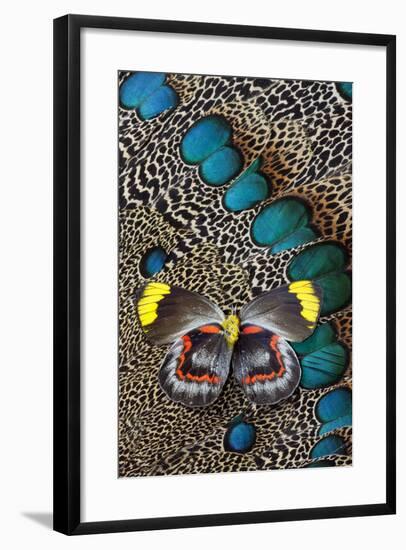 Single Delias Butterfly Underside on Malayan Peacock-Pheasant Feathers-Darrell Gulin-Framed Photographic Print