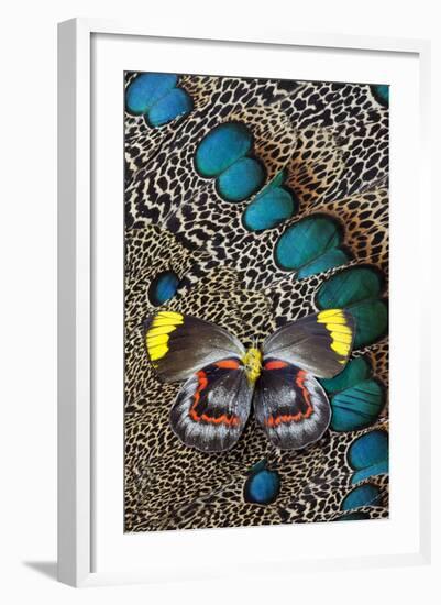 Single Delias Butterfly Underside on Malayan Peacock-Pheasant Feathers-Darrell Gulin-Framed Photographic Print