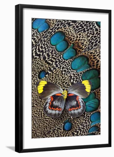 Single Delias Butterfly Underside on Malayan Peacock-Pheasant Feathers-Darrell Gulin-Framed Photographic Print