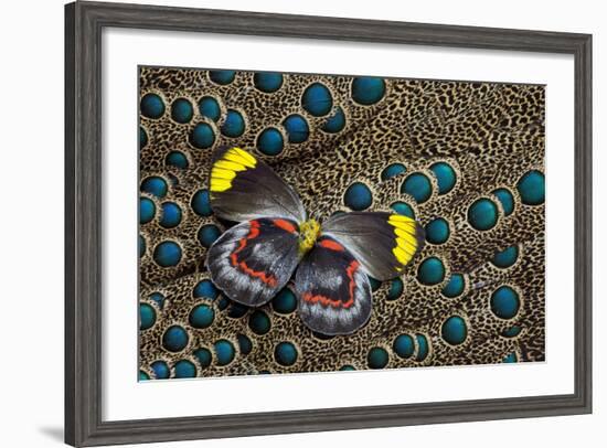 Single Delias Butterfly Underside on Malayan Peacock-Pheasant Feathers-Darrell Gulin-Framed Photographic Print