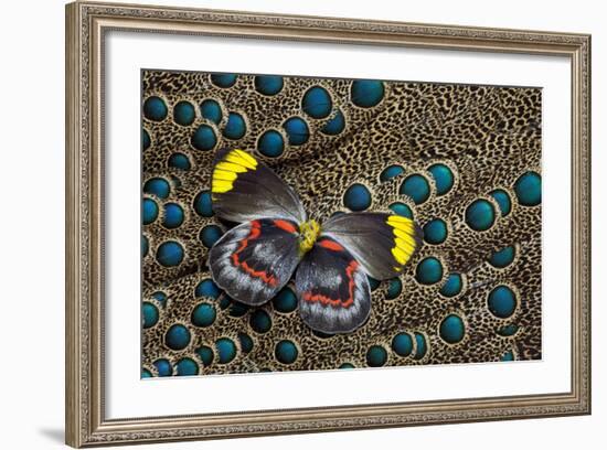 Single Delias Butterfly Underside on Malayan Peacock-Pheasant Feathers-Darrell Gulin-Framed Photographic Print