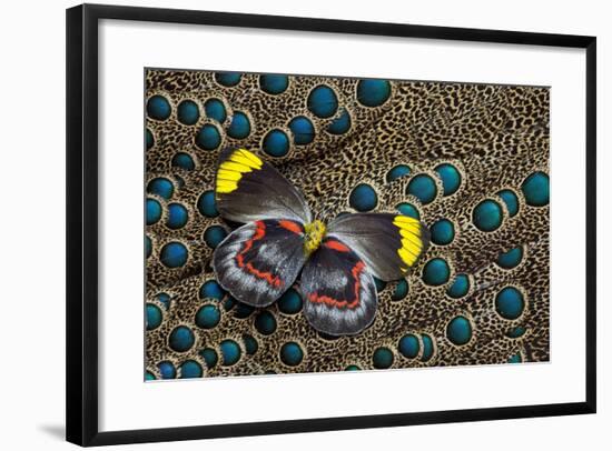 Single Delias Butterfly Underside on Malayan Peacock-Pheasant Feathers-Darrell Gulin-Framed Photographic Print