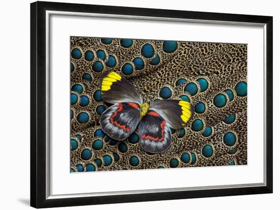 Single Delias Butterfly Underside on Malayan Peacock-Pheasant Feathers-Darrell Gulin-Framed Photographic Print