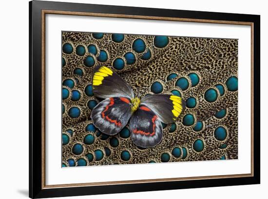 Single Delias Butterfly Underside on Malayan Peacock-Pheasant Feathers-Darrell Gulin-Framed Photographic Print