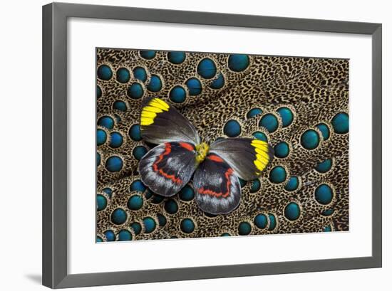 Single Delias Butterfly Underside on Malayan Peacock-Pheasant Feathers-Darrell Gulin-Framed Photographic Print