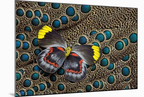 Single Delias Butterfly Underside on Malayan Peacock-Pheasant Feathers-Darrell Gulin-Mounted Photographic Print