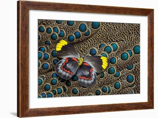 Single Delias Butterfly Underside on Malayan Peacock-Pheasant Feathers-Darrell Gulin-Framed Photographic Print