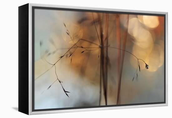 Single Drop Fall-Heidi Westum-Framed Premier Image Canvas