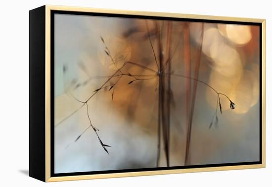 Single Drop Fall-Heidi Westum-Framed Premier Image Canvas