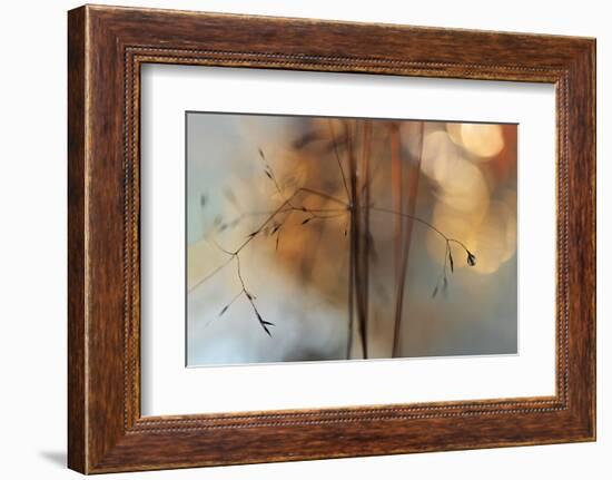 Single Drop Fall-Heidi Westum-Framed Photographic Print