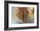 Single Drop Fall-Heidi Westum-Framed Photographic Print