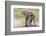 Single Female Elephant Standing on Pond Edge, Wet from Bathing-James Heupel-Framed Photographic Print