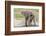 Single Female Elephant Standing on Pond Edge, Wet from Bathing-James Heupel-Framed Photographic Print