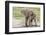 Single Female Elephant Standing on Pond Edge, Wet from Bathing-James Heupel-Framed Photographic Print