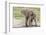 Single Female Elephant Standing on Pond Edge, Wet from Bathing-James Heupel-Framed Photographic Print