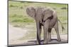 Single Female Elephant Standing on Pond Edge, Wet from Bathing-James Heupel-Mounted Photographic Print