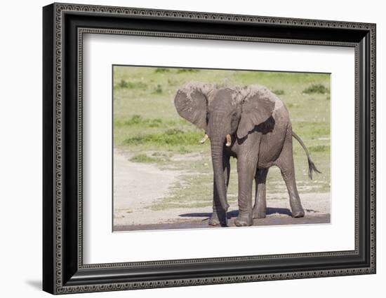 Single Female Elephant Standing on Pond Edge, Wet from Bathing-James Heupel-Framed Photographic Print