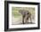 Single Female Elephant Standing on Pond Edge, Wet from Bathing-James Heupel-Framed Photographic Print