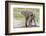 Single Female Elephant Standing on Pond Edge, Wet from Bathing-James Heupel-Framed Photographic Print