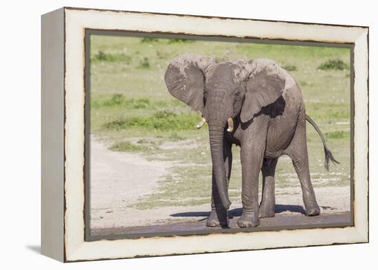 Single Female Elephant Standing on Pond Edge, Wet from Bathing-James Heupel-Framed Premier Image Canvas