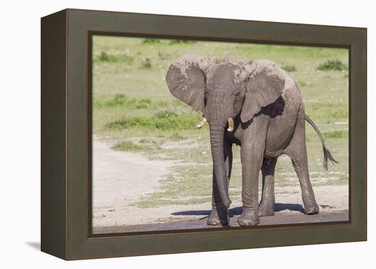 Single Female Elephant Standing on Pond Edge, Wet from Bathing-James Heupel-Framed Premier Image Canvas