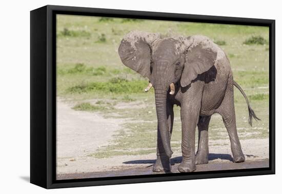 Single Female Elephant Standing on Pond Edge, Wet from Bathing-James Heupel-Framed Premier Image Canvas