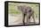 Single Female Elephant Standing on Pond Edge, Wet from Bathing-James Heupel-Framed Premier Image Canvas