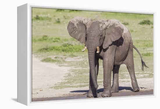 Single Female Elephant Standing on Pond Edge, Wet from Bathing-James Heupel-Framed Premier Image Canvas