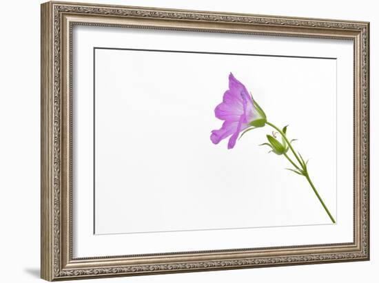 Single Flower on White Background-Will Wilkinson-Framed Photographic Print