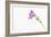 Single Flower on White Background-Will Wilkinson-Framed Photographic Print