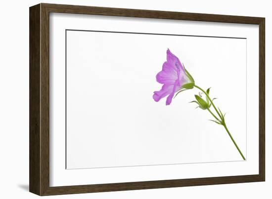 Single Flower on White Background-Will Wilkinson-Framed Photographic Print