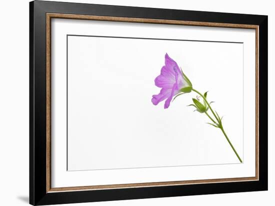 Single Flower on White Background-Will Wilkinson-Framed Photographic Print