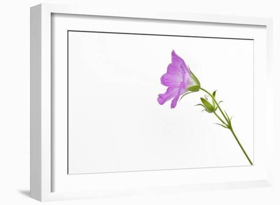 Single Flower on White Background-Will Wilkinson-Framed Photographic Print