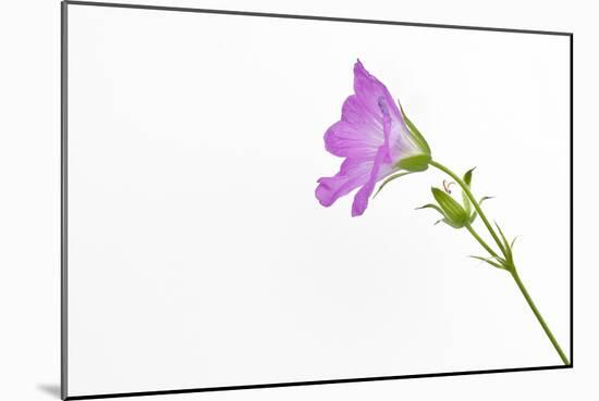 Single Flower on White Background-Will Wilkinson-Mounted Photographic Print