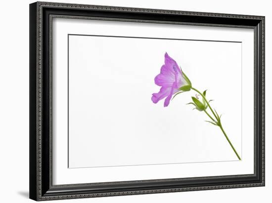 Single Flower on White Background-Will Wilkinson-Framed Photographic Print