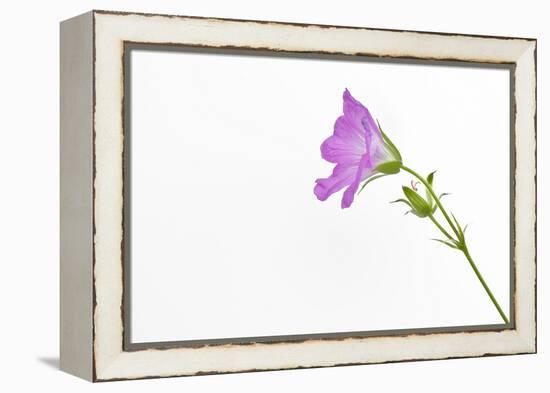 Single Flower on White Background-Will Wilkinson-Framed Premier Image Canvas