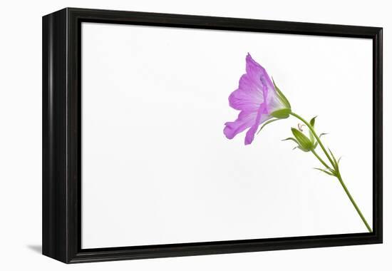 Single Flower on White Background-Will Wilkinson-Framed Premier Image Canvas